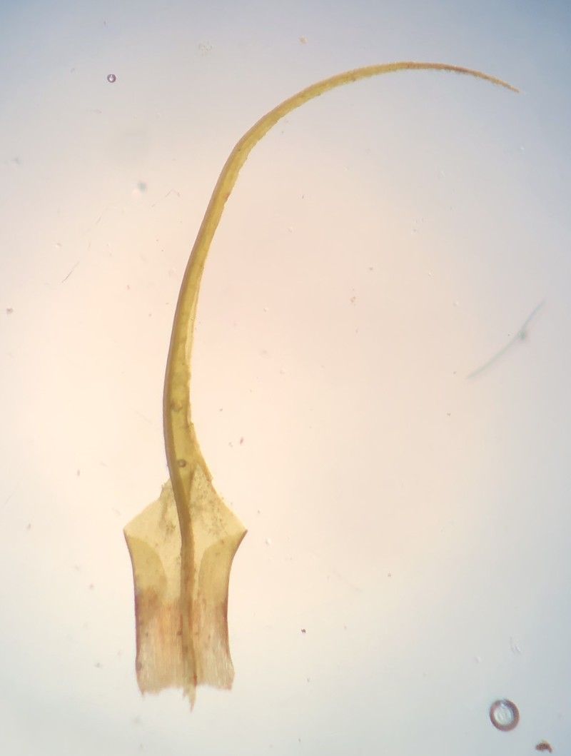 Wahlenberg's Oncophorus Moss
