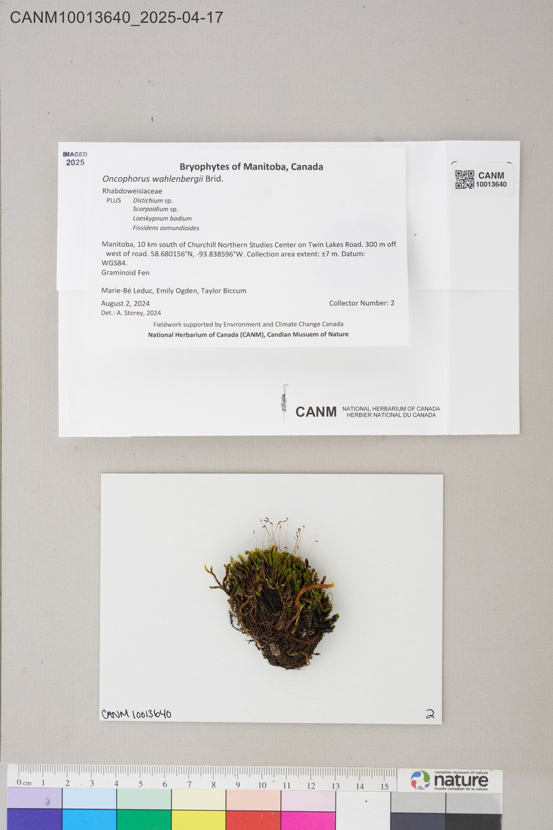 Wahlenberg's Oncophorus Moss photo 3