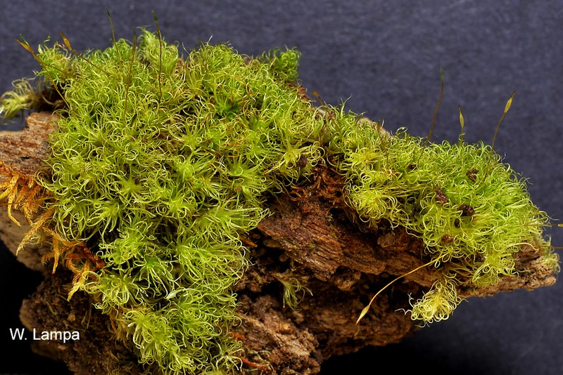 Wahlenberg's Oncophorus Moss photo 4
