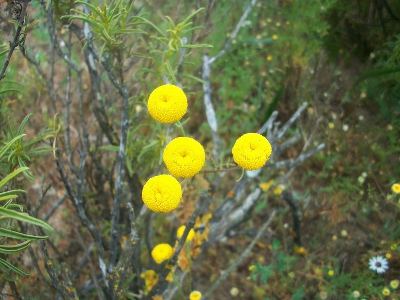 Oncosiphon grandiflorus