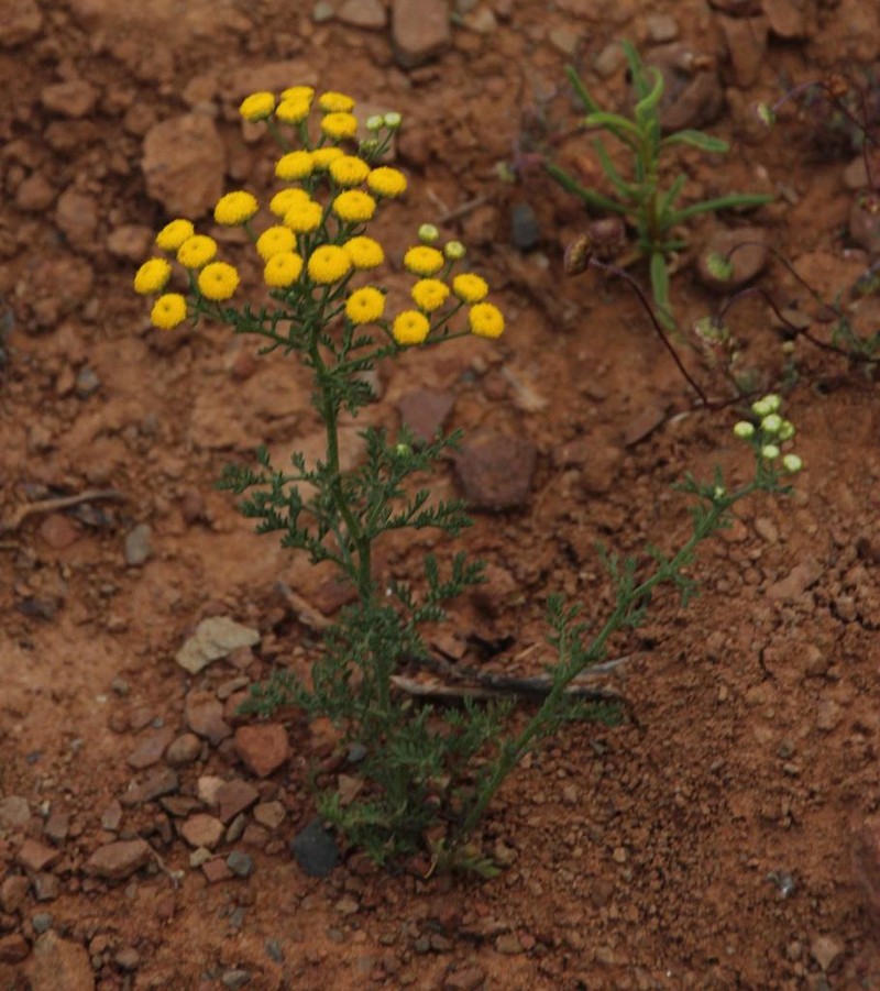 Oncosiphon grandiflorus photo 2
