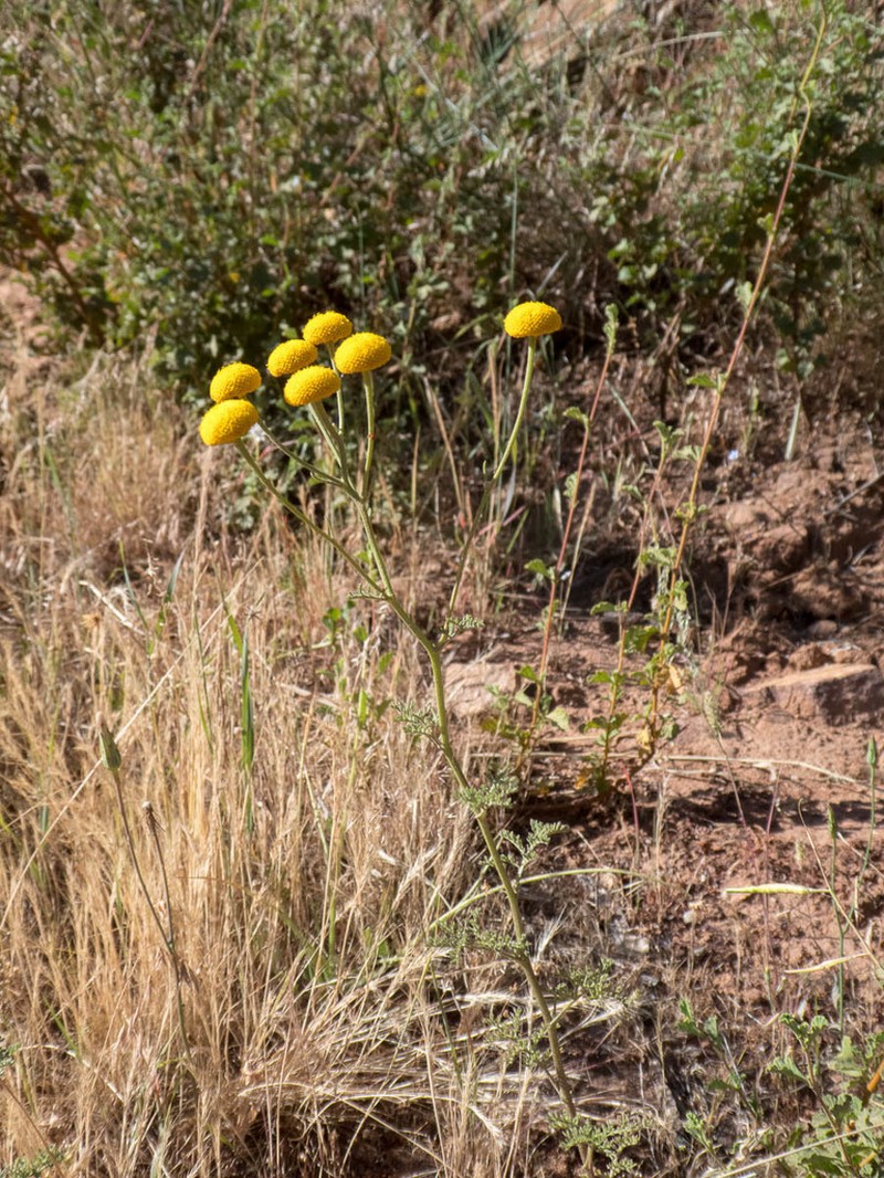 Oncosiphon grandiflorus photo 3