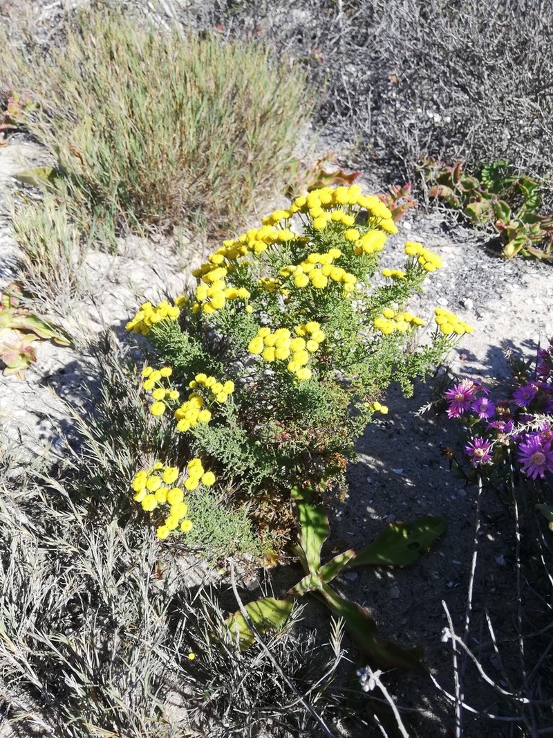 Oncosiphon grandiflorus photo 4