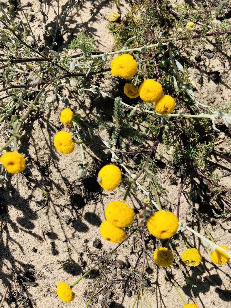 Oncosiphon grandiflorus photo 5