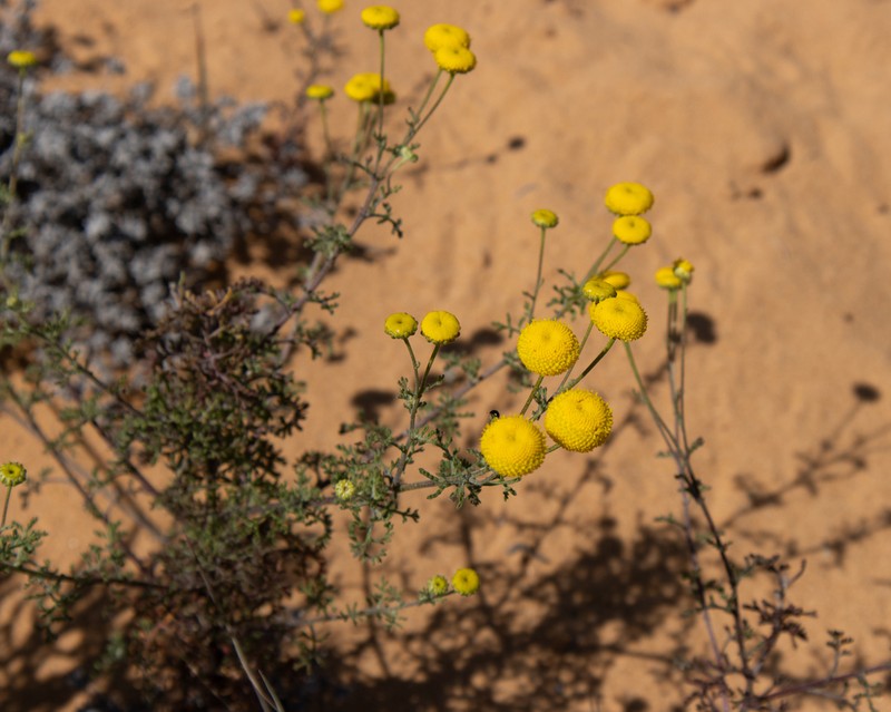 Oncosiphon grandiflorus photo 6