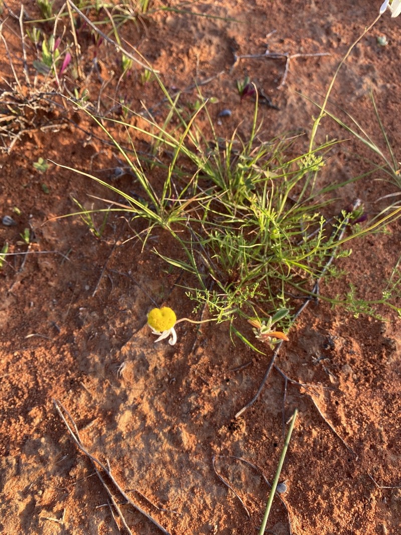Oncosiphon grandiflorus photo 7