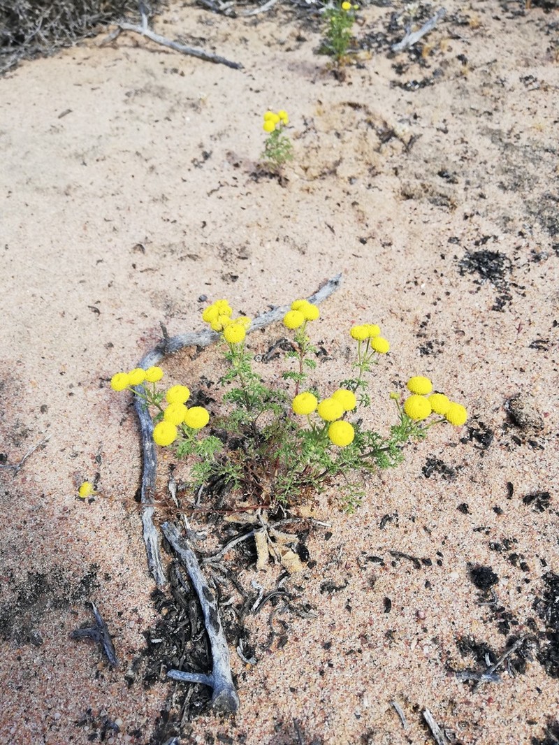 Oncosiphon grandiflorus photo 8