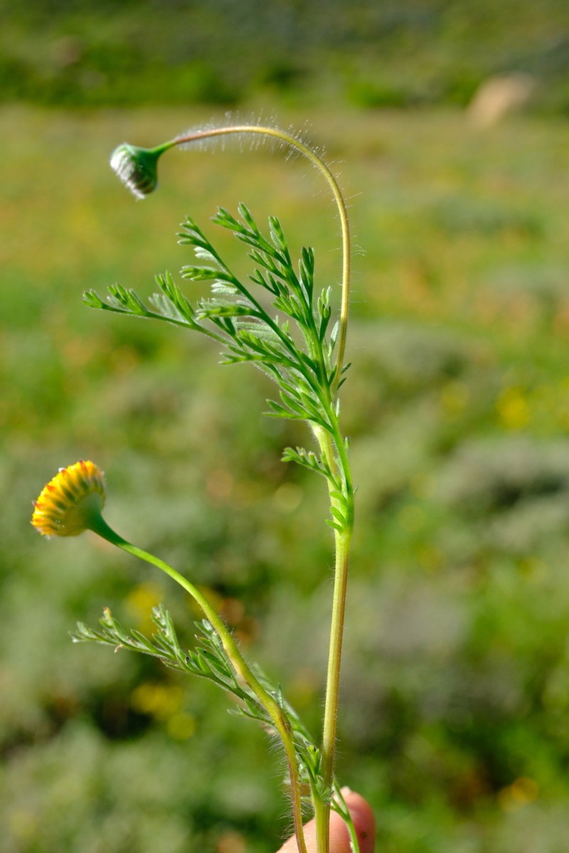 Oncosiphon intermedius photo 2
