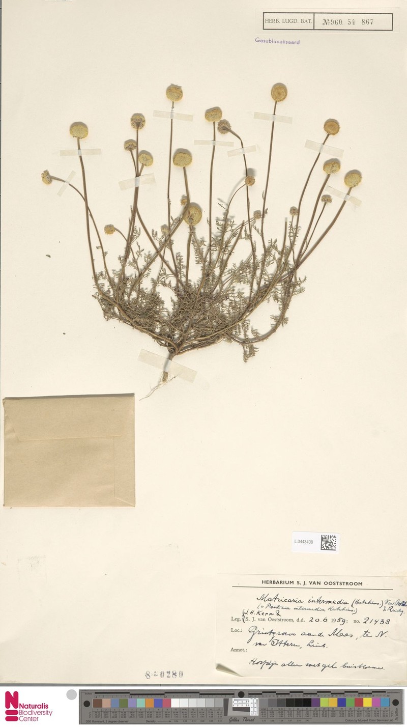 Oncosiphon intermedius photo 3