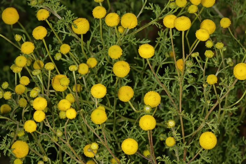 Oncosiphon pilulifer photo 2