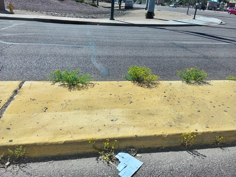 Oncosiphon pilulifer photo 3