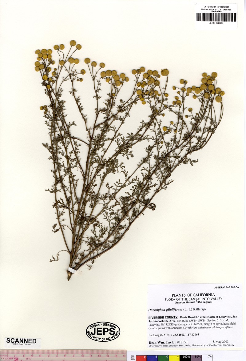 Oncosiphon pilulifer photo 4