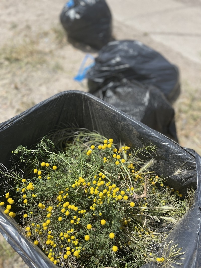 Oncosiphon pilulifer photo 5