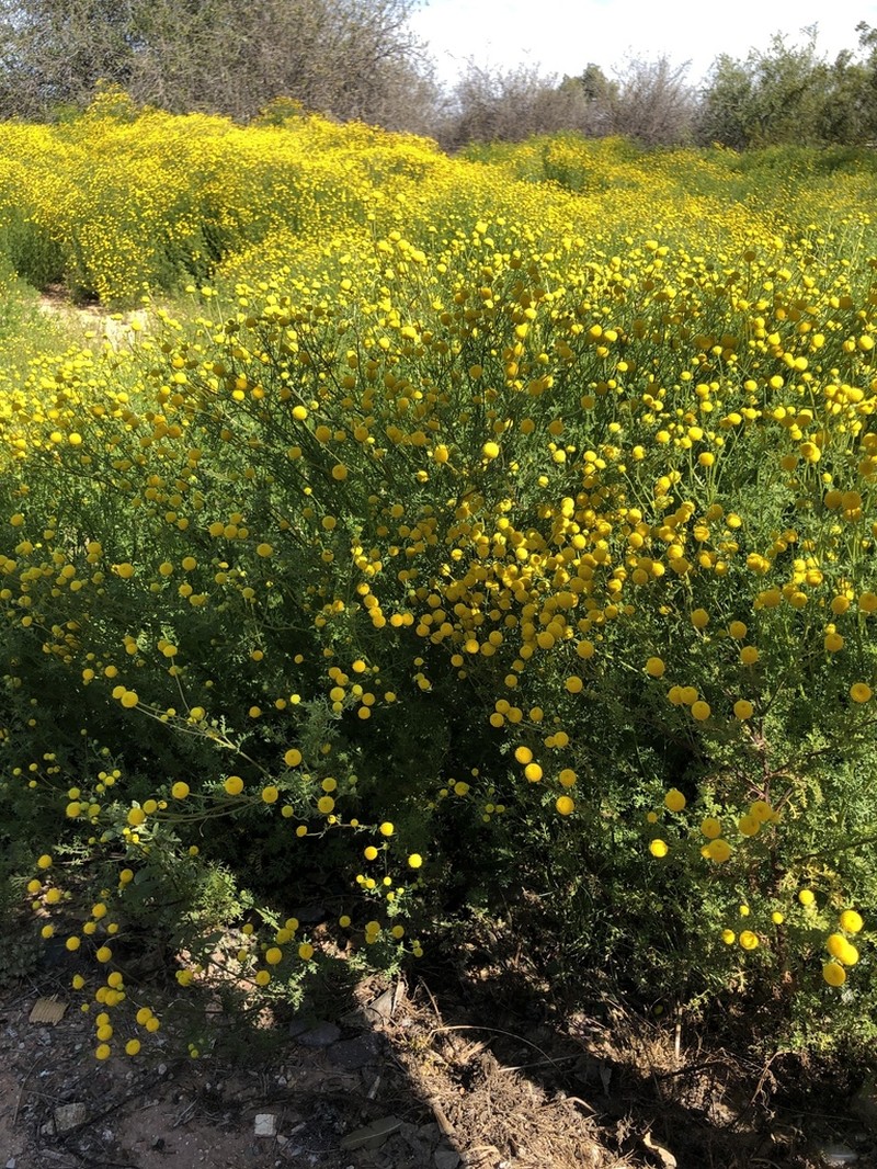 Oncosiphon pilulifer photo 6