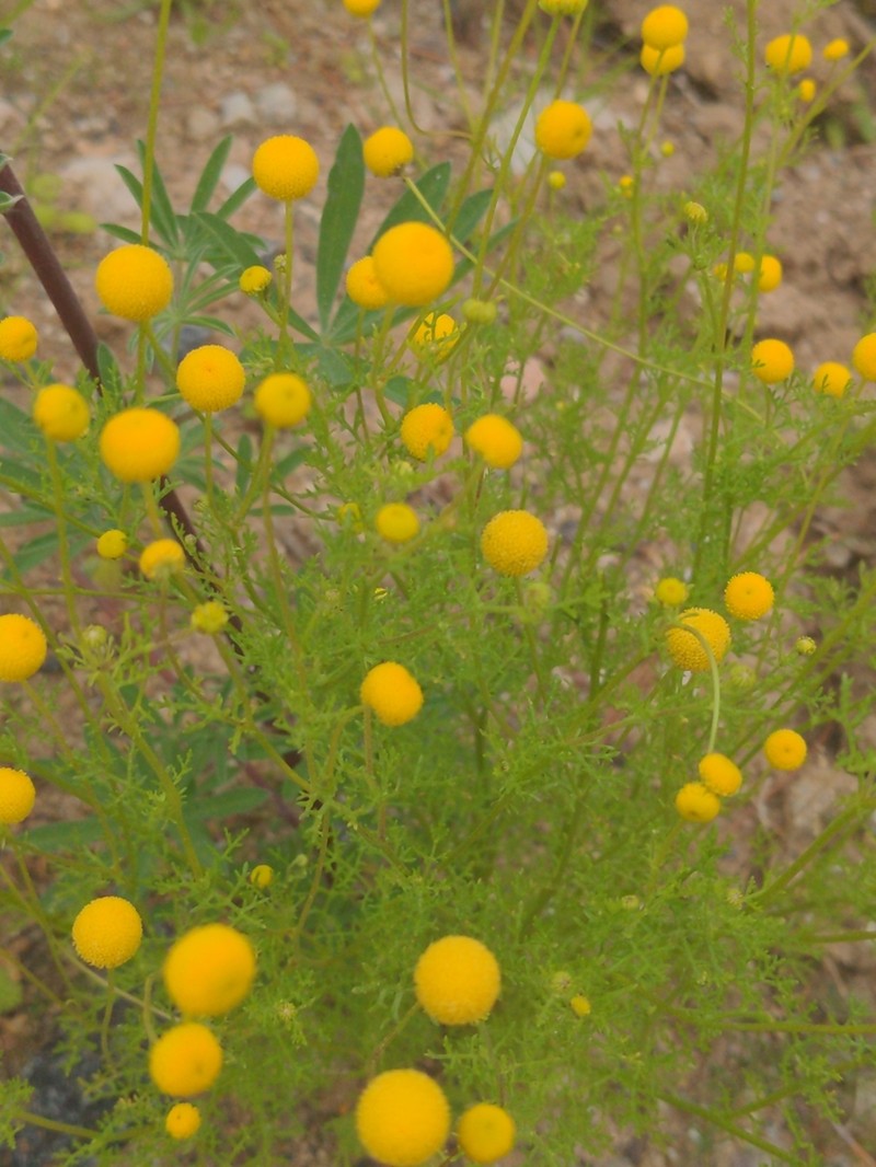 Oncosiphon pilulifer photo 7