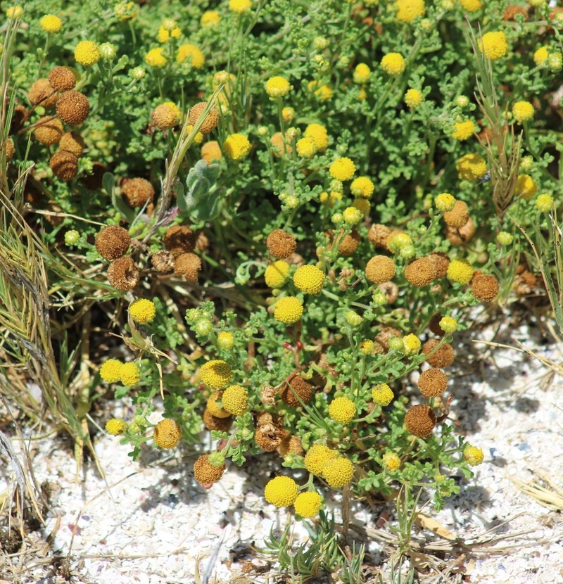 Oncosiphon sabulosus photo 2