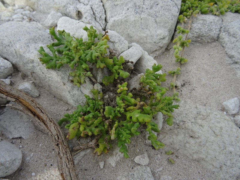 Oncosiphon sabulosus photo 3