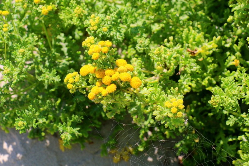 Oncosiphon sabulosus photo 4