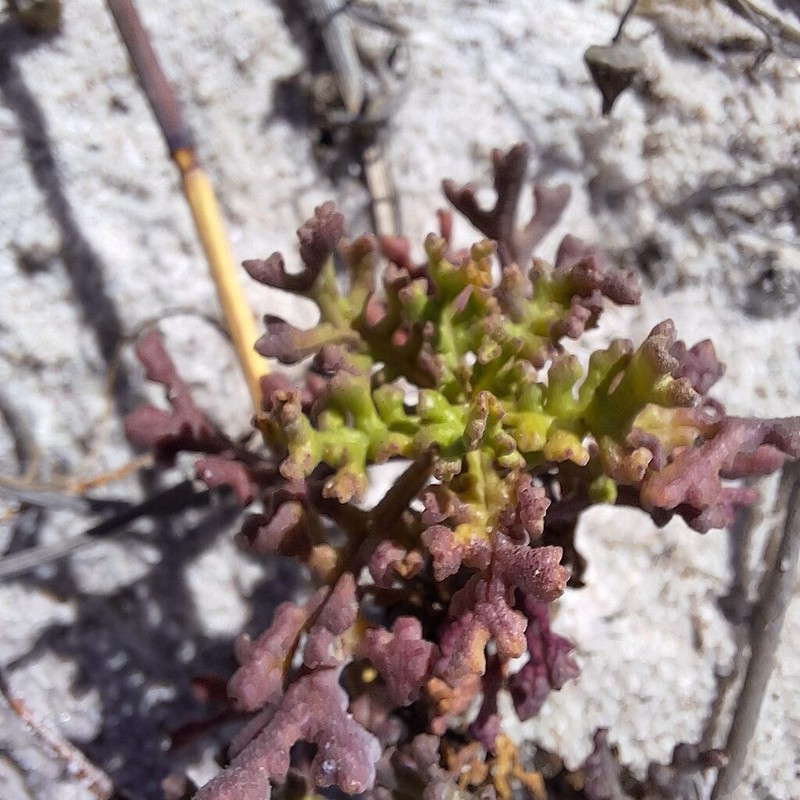 Oncosiphon sabulosus photo 6