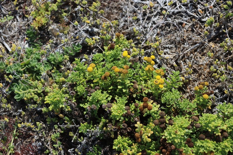 Oncosiphon sabulosus photo 7