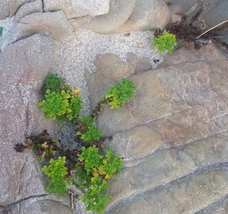 Oncosiphon sabulosus photo 8