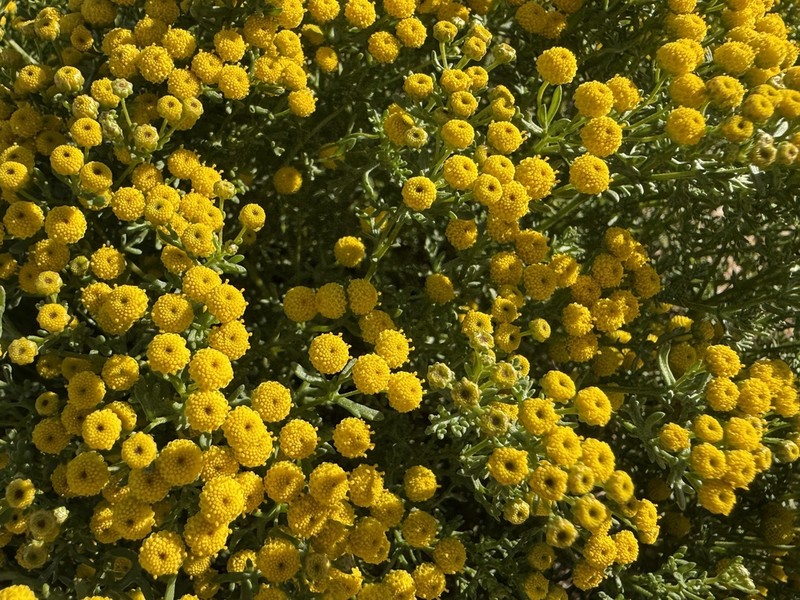 Oncosiphon schlechteri photo 3