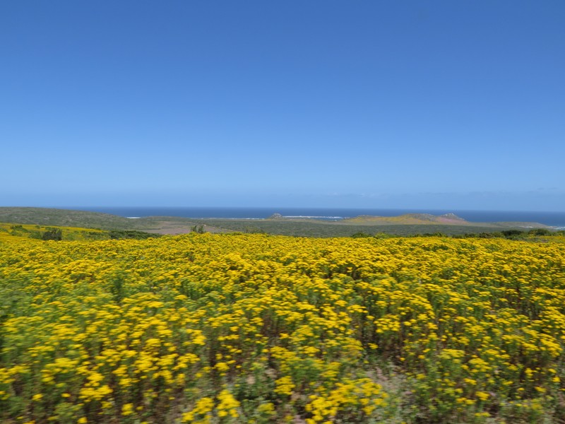 Shrubby Mayweed photo 2