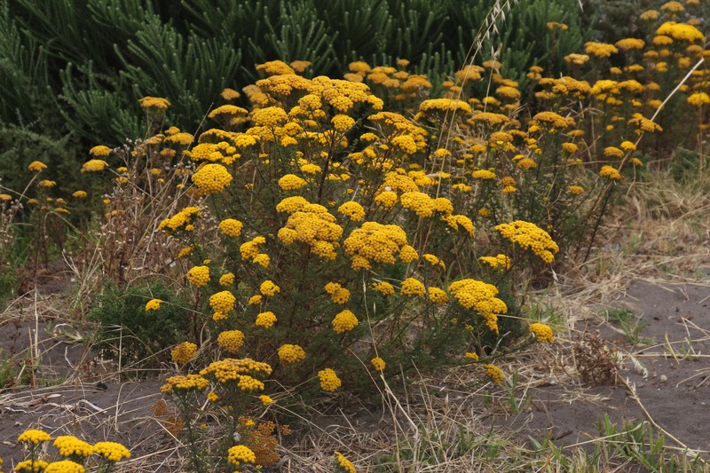 Shrubby Mayweed photo 4