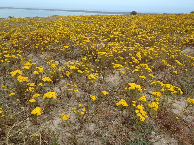 Shrubby Mayweed photo 6
