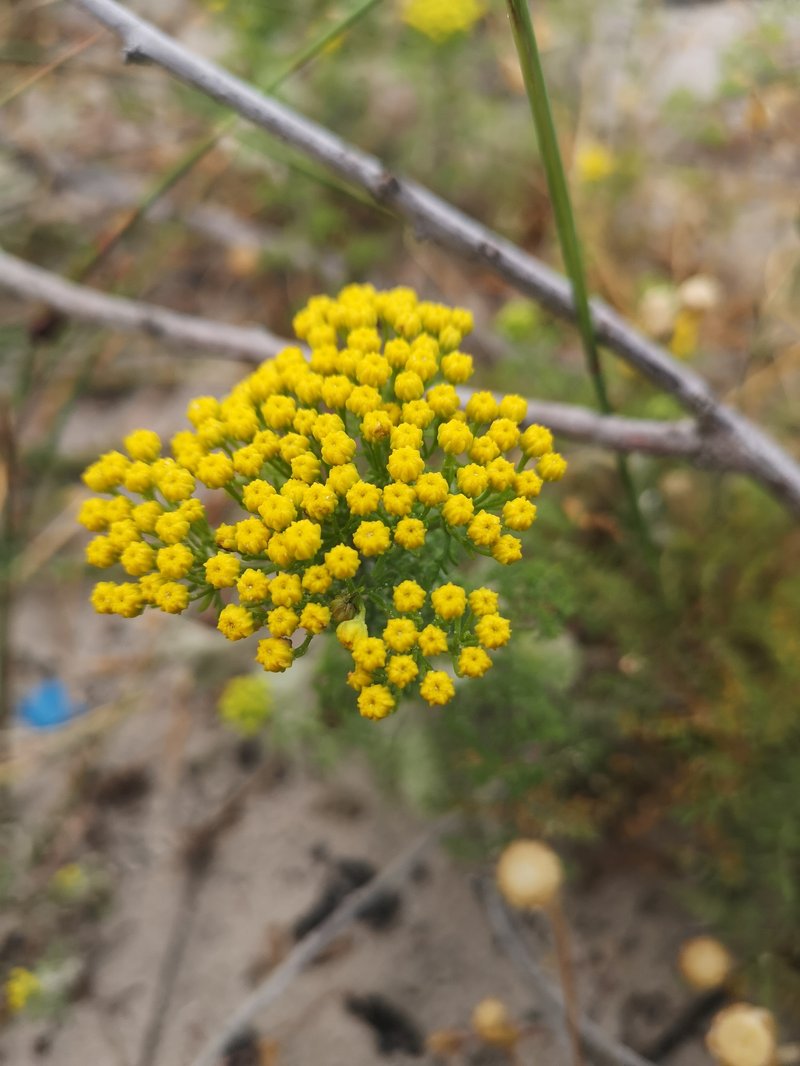 Shrubby Mayweed