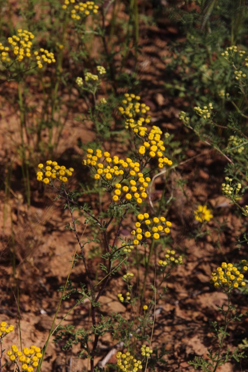 Shrubby Mayweed photo 7