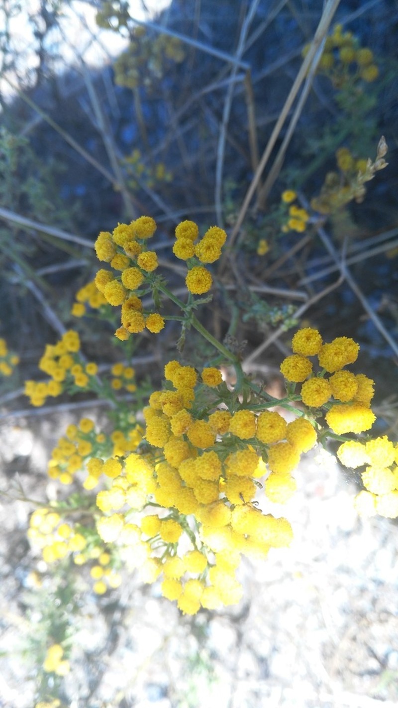 Oncosiphon suffruticosus photo 6
