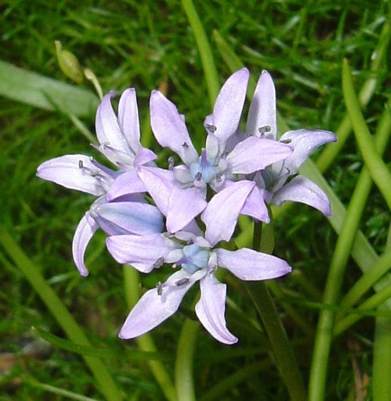 Sea-Onion