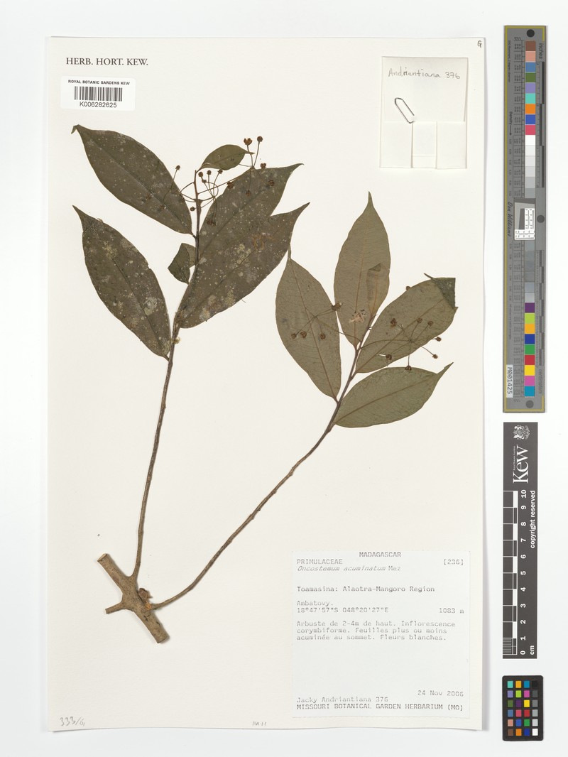 Oncostemum acuminatum