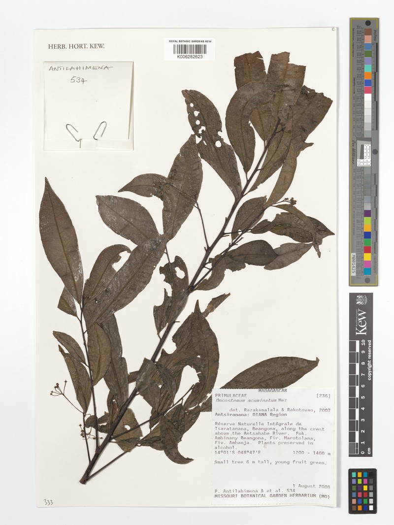 Oncostemum acuminatum photo 2