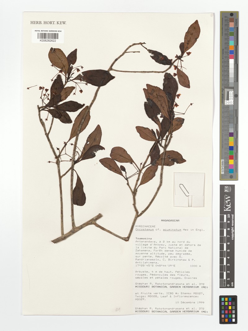 Oncostemum acuminatum photo 3