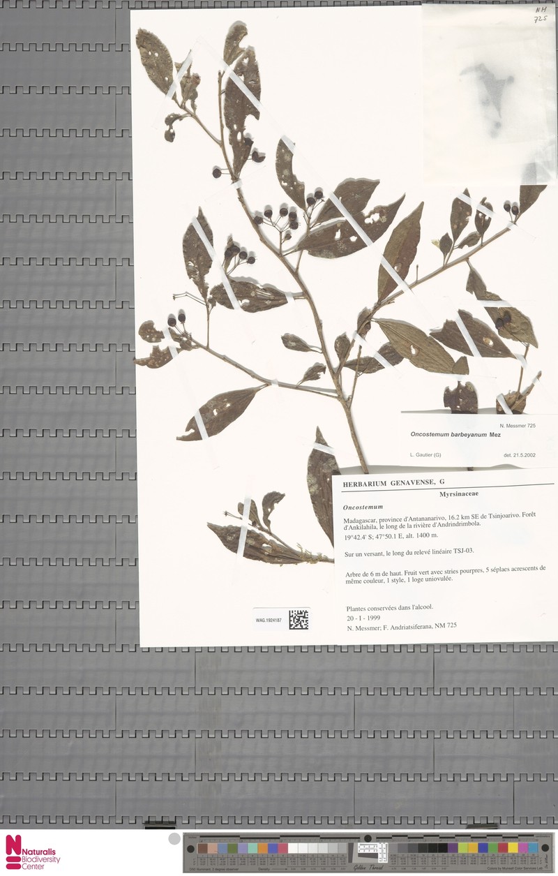 Oncostemum barbeyanum
