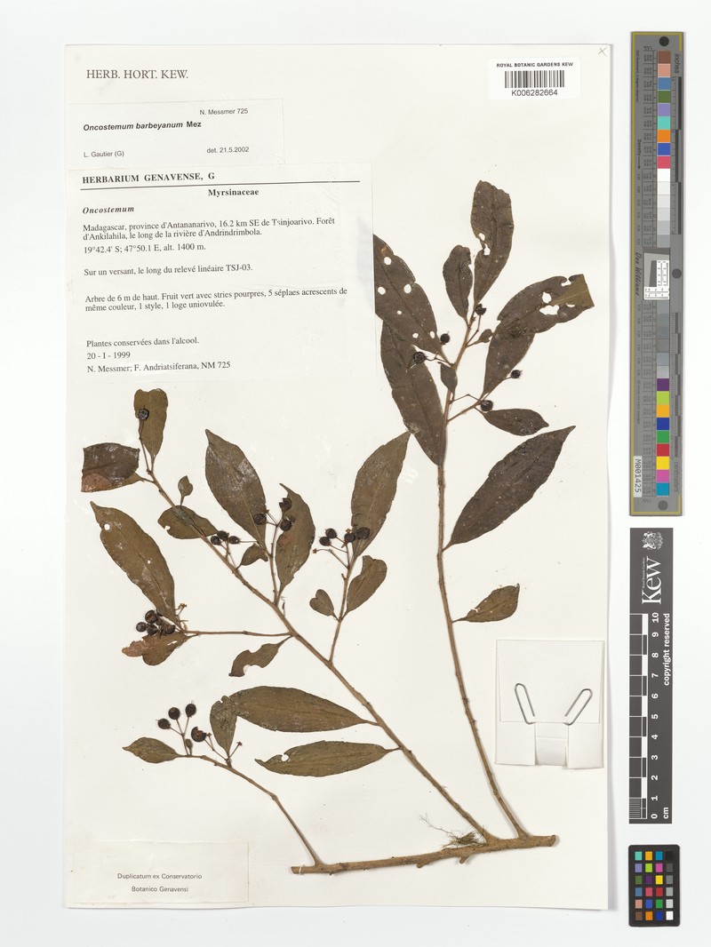 Oncostemum barbeyanum photo 2