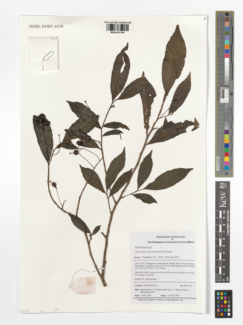 Oncostemum boivinianum