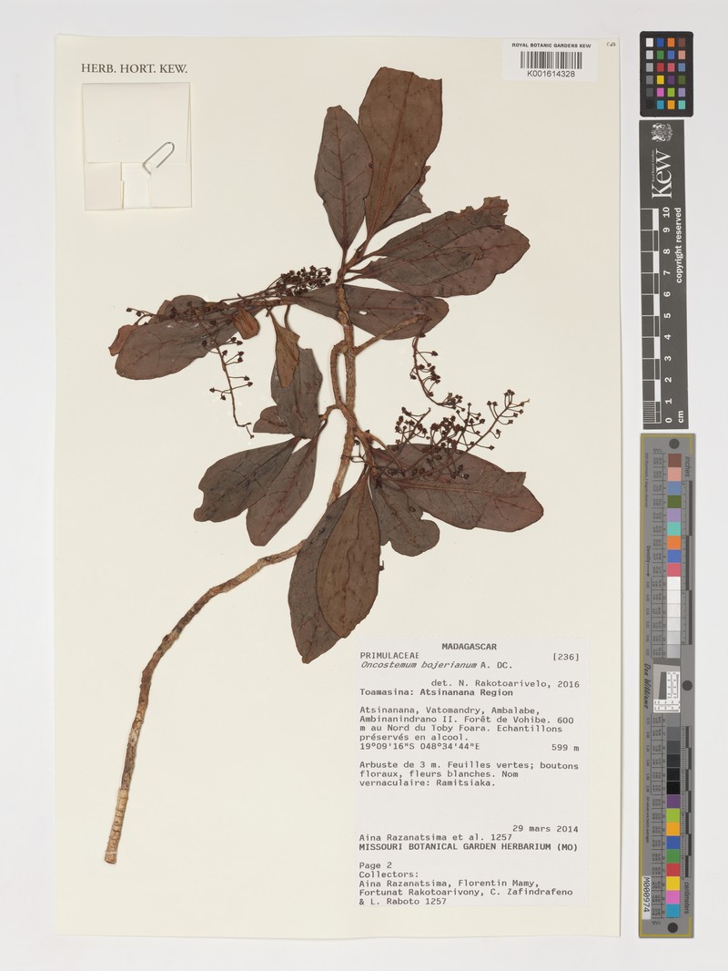 Oncostemum bojerianum photo 2