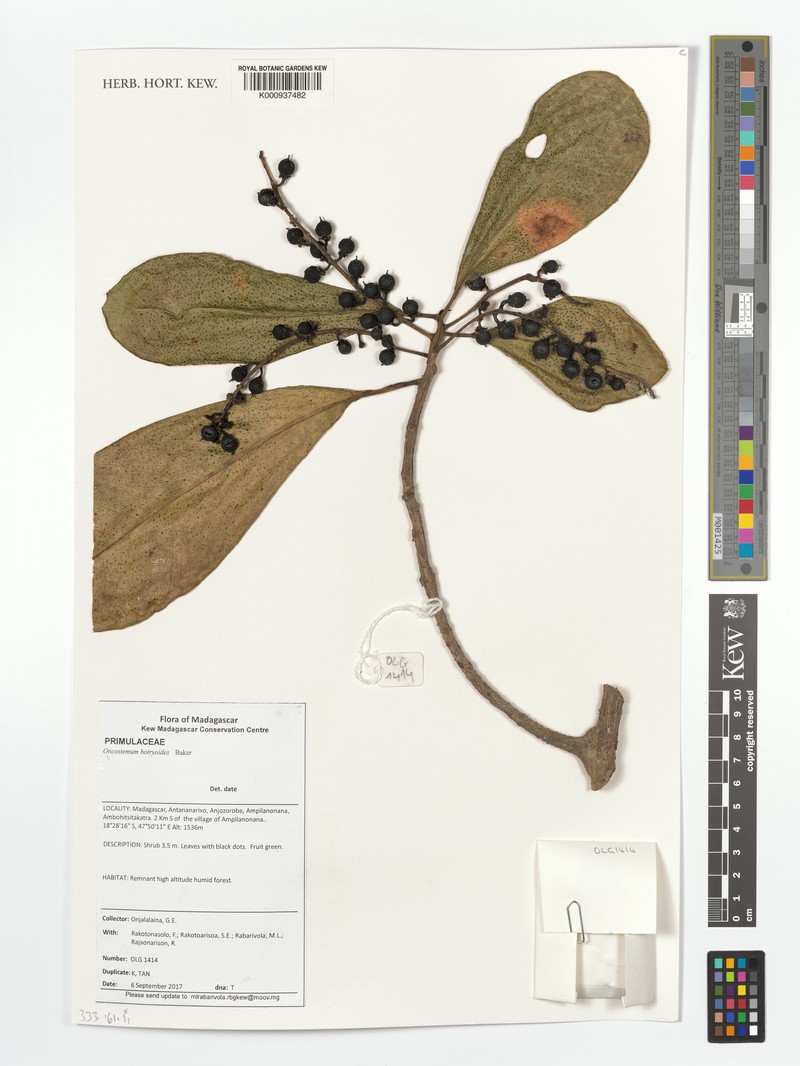 Oncostemum botryoides
