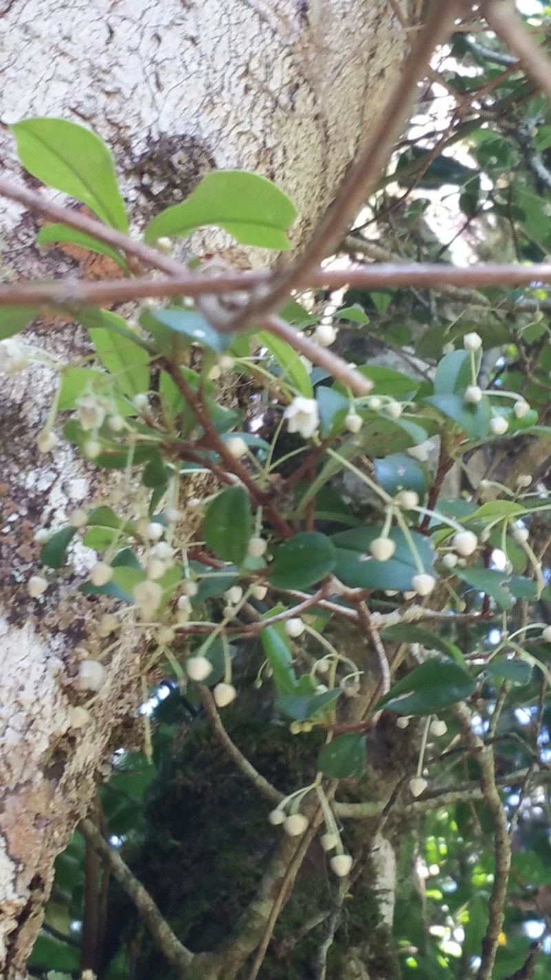 Oncostemum buxifolium