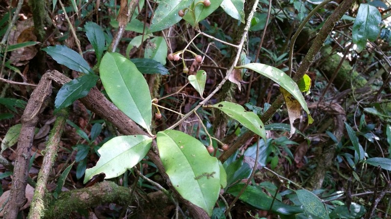 Oncostemum buxifolium photo 2