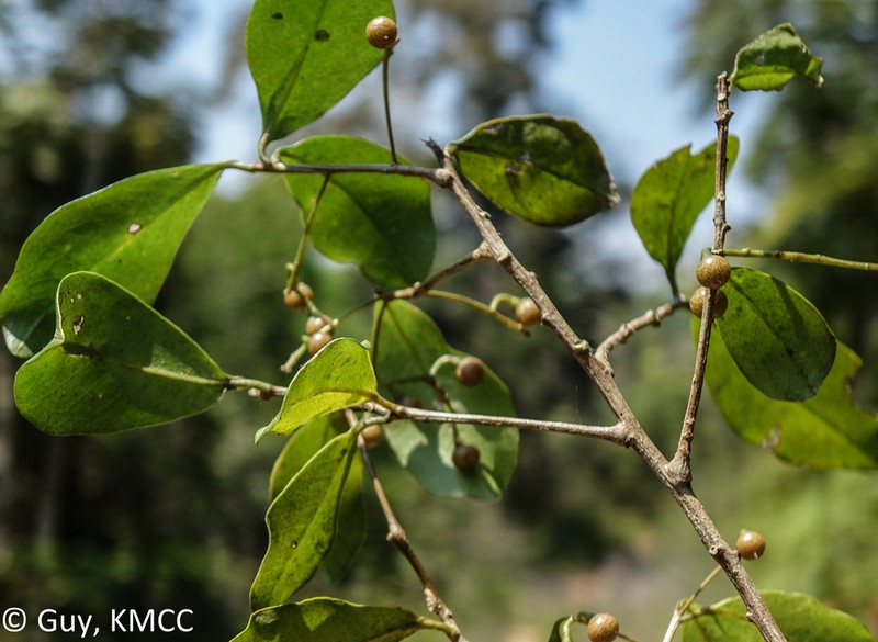 Oncostemum buxifolium photo 3