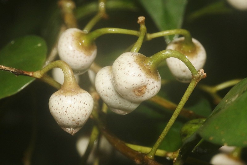 Oncostemum buxifolium photo 4