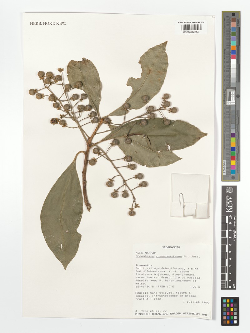 Oncostemum commersonianum