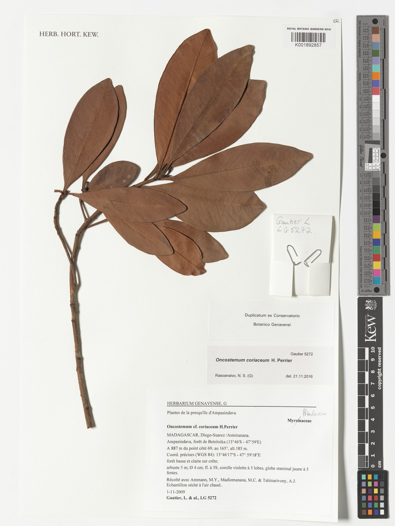 Oncostemum coriaceum