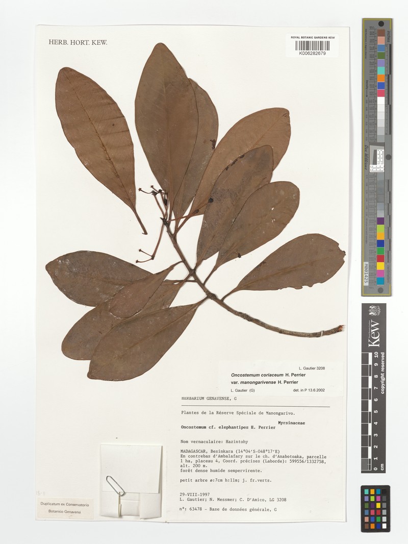 Oncostemum coriaceum photo 2
