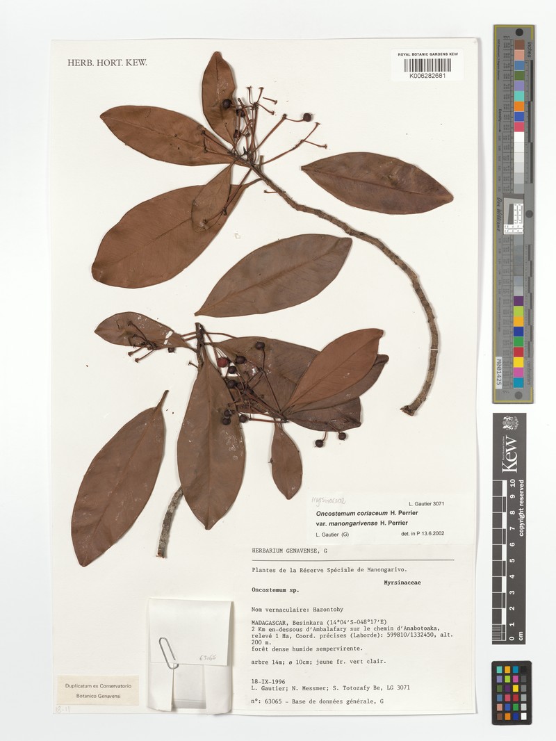 Oncostemum coriaceum photo 3