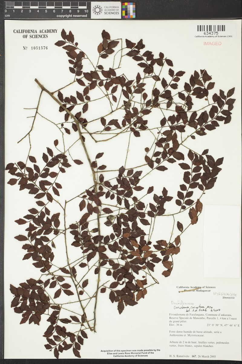 Oncostemum crenatum